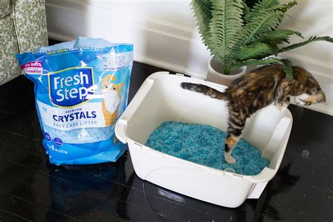 The 6 Best Cat Litters for Kittens, Tested and Reviewed.